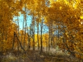 Colorful aspen at Aspendale, CA