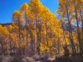 Colorful aspen at Aspendale, CA