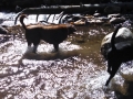 Jasmine & Pepper playing in the stream below Lake Sabrina