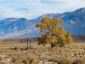 Colorful cottonwood on the Volcanic Tableland