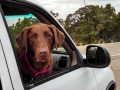 Jasmine-in-Car