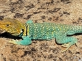 Hovenweep Lizard