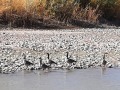 Migrating Canadian Geese & San Juan River  - Bluff, Utah