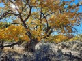 Fall Cottonwoods - Bluff, Utah