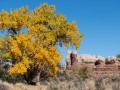 Fall Cottonwoods - Bluff, Utah