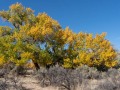 Fall Cottonwoods - Bluff, Utah