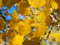 Fall Cottonwoods - Bluff, Utah