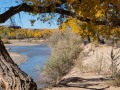 Fall Cottonwoods & San Juan River  - Bluff, Utah