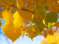 Fall Cottonwoods - Bluff, Utah