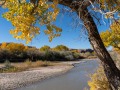 Fall Cottonwoods & San Juan River  - Bluff, Utah