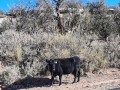 Open Range Cow on Cedar Mesa - Utah