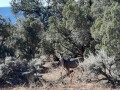 Mule Deer at Natural Bridges National Monument - Utah