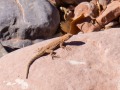 Lizard - Valley of the Gods - Bears Ears National Monument, Utah