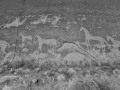 Horse Petroglyphs - Bluff, Utah