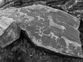 Horse Petroglyphs - Bluff, Utah