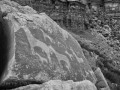 Horse Petroglyphs - Bluff, Utah