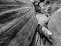 Slot Canyon Driftwood - Bluff, Utah