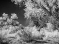 Castle Butte Cottonwoods - Valley of the Gods, Utah