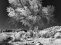 Castle Butte Cottonwoods - Valley of the Gods, Utah