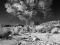 Castle Butte Cottonwoods - Valley of the Gods, Utah