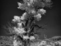 Cottonwoods, De Gualle, and His Men - Valley of the Gods, Utah