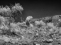 Cottonwoods, De Gualle, and His Men - Valley of the Gods, Utah