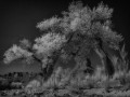 Seven Sailors Cottonwoods  - Valley of the Gods, Utah