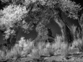 Seven Sailors Cottonwoods  - Valley of the Gods, Utah