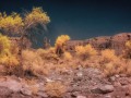 Cottonwoods, De Gualle, and His Men - Valley of the Gods, Utah