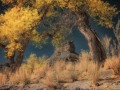 Seven Sailors Cottonwoods  - Valley of the Gods, Utah