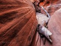 Slot Canyon Driftwood - Bluff, Utah