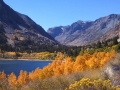 Lundy Lake Aspen