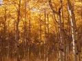 Lundy Lake Aspen