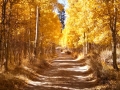 Lundy Lake Aspen