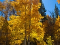 Lundy Lake Aspen