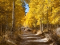 Lundy Lake Aspen