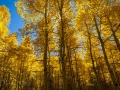 Lundy Lake Aspen