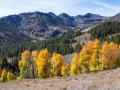 Sonora Pass Aspen