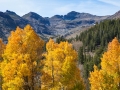 Sonora Pass Aspen