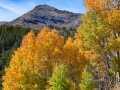 Sonora Pass Aspen