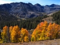 Sonora Pass Aspen