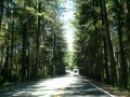 US-101 - Heading for Brookings, Oregon