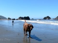 Whales Head Cove - Pups at Play