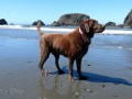 Whales Head Cove - Pups at Play