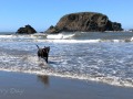 Whales Head Cove - Pups at Play