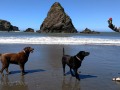 Whales Head Cove - Pups at Play