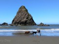 Whales Head Cove - Pups at Play