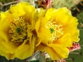 Prickly Pear cactus blossoms