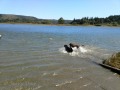Rocky Point Cnty Park - Jasmine & Pepper taking a dip in the Coquille River