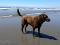 Seven Devils SRA - Jasmine playing on beach